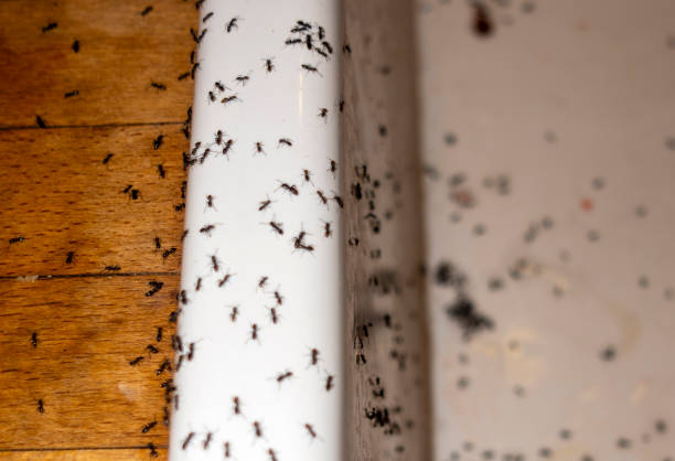 Wildlife Control Services in Freeport, IL