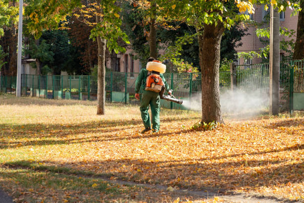 Best Termite Control Services  in Freeport, IL
